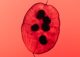 Artistic capture of a red plant seed against a glowing pink background showcasing its natural beauty.